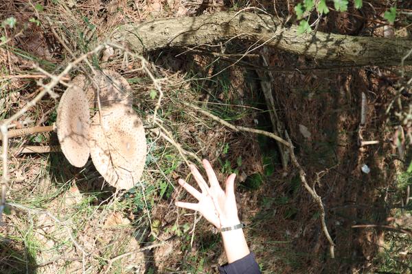 A person's hand reaches towards two large, light-colored mushrooms with speckled caps, growing amidst dry leaves, pine needles, and sparse green vegetation on a sunlit forest floor